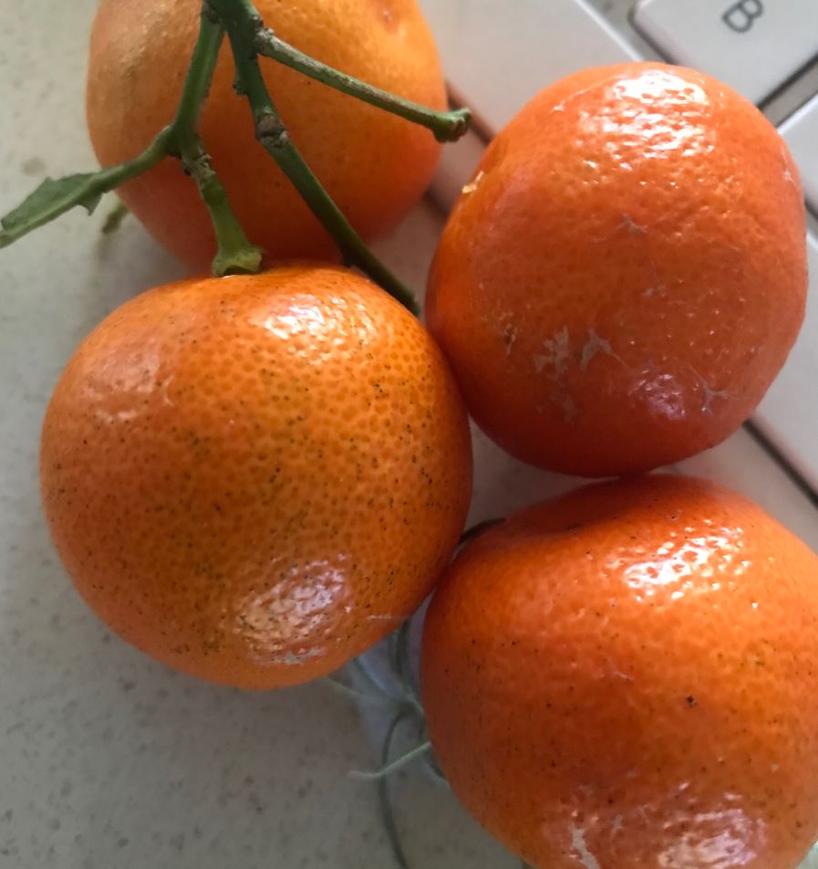 Kumquat